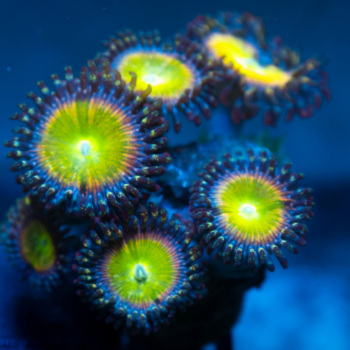 Rainbow Infusion Zoa