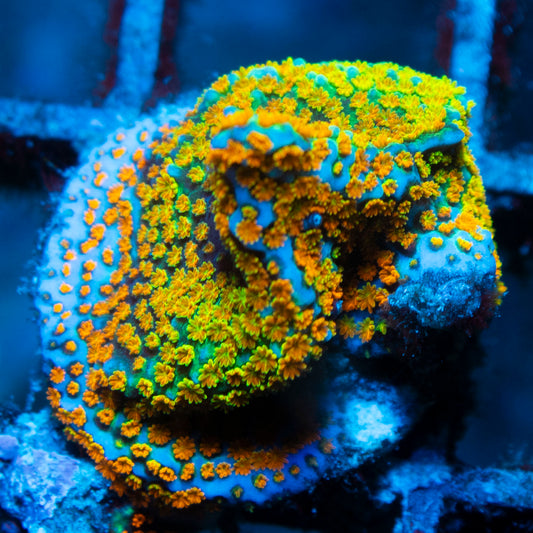 Rainbow Monti