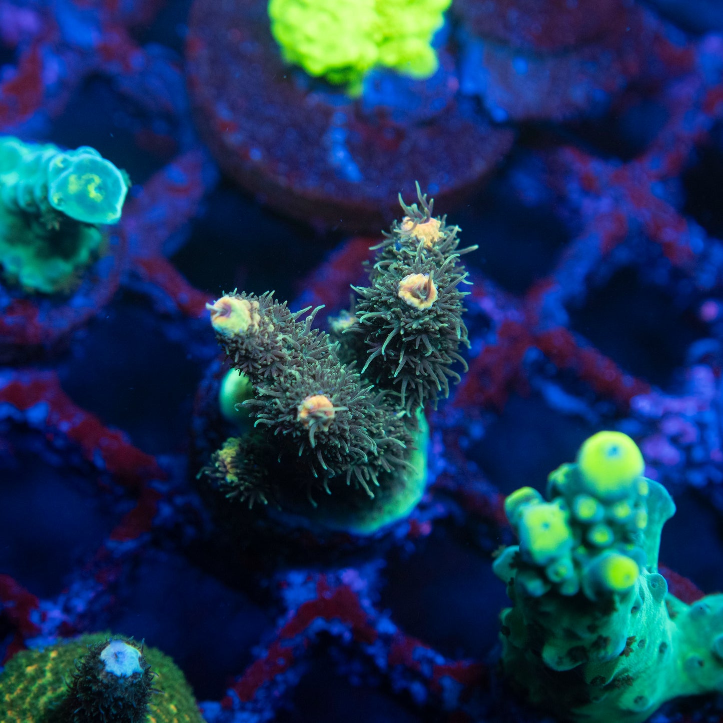 Rainbow Sherbet Acropora