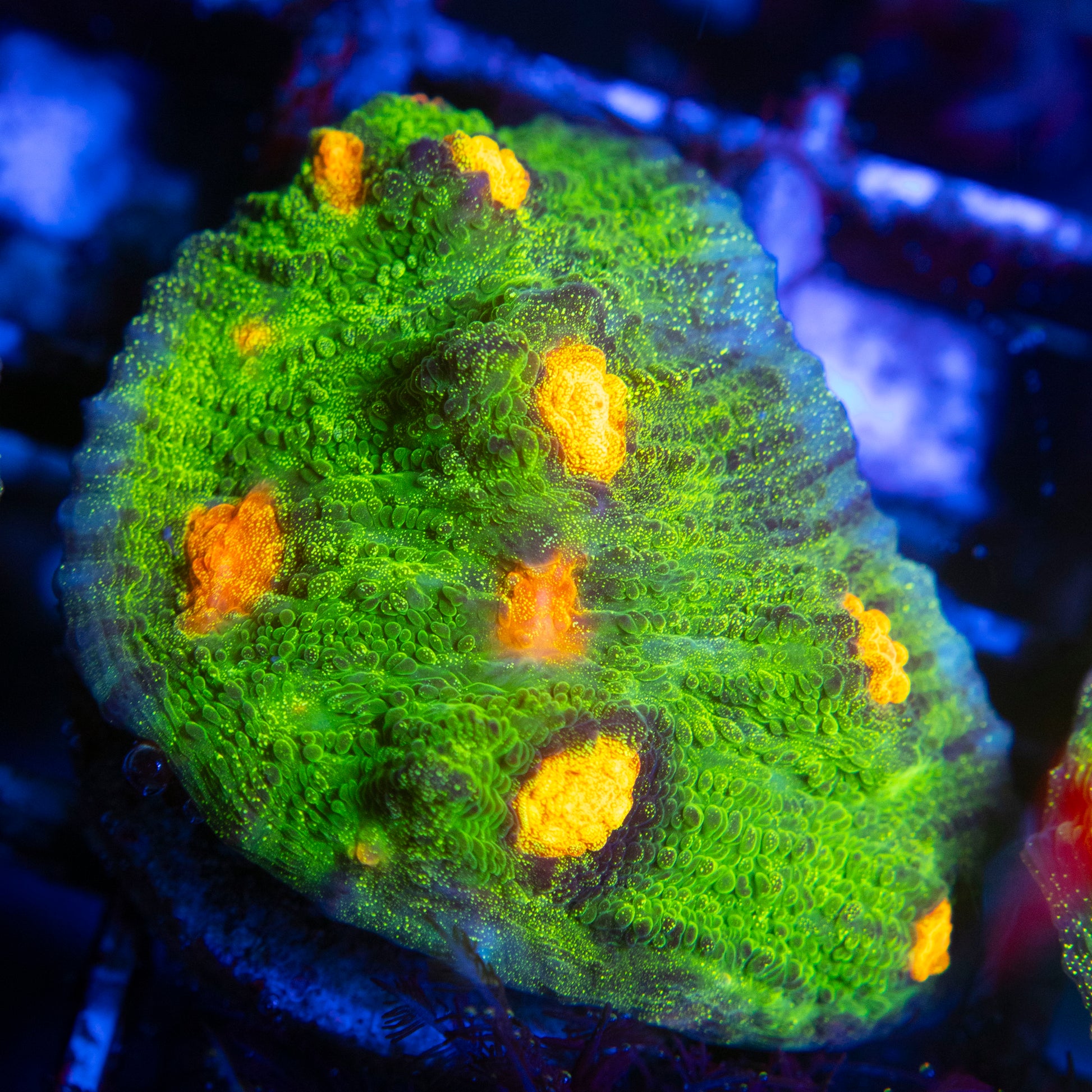 Raja Rampage Chalice (2) WYSIWYG coral from AquaGemCorals