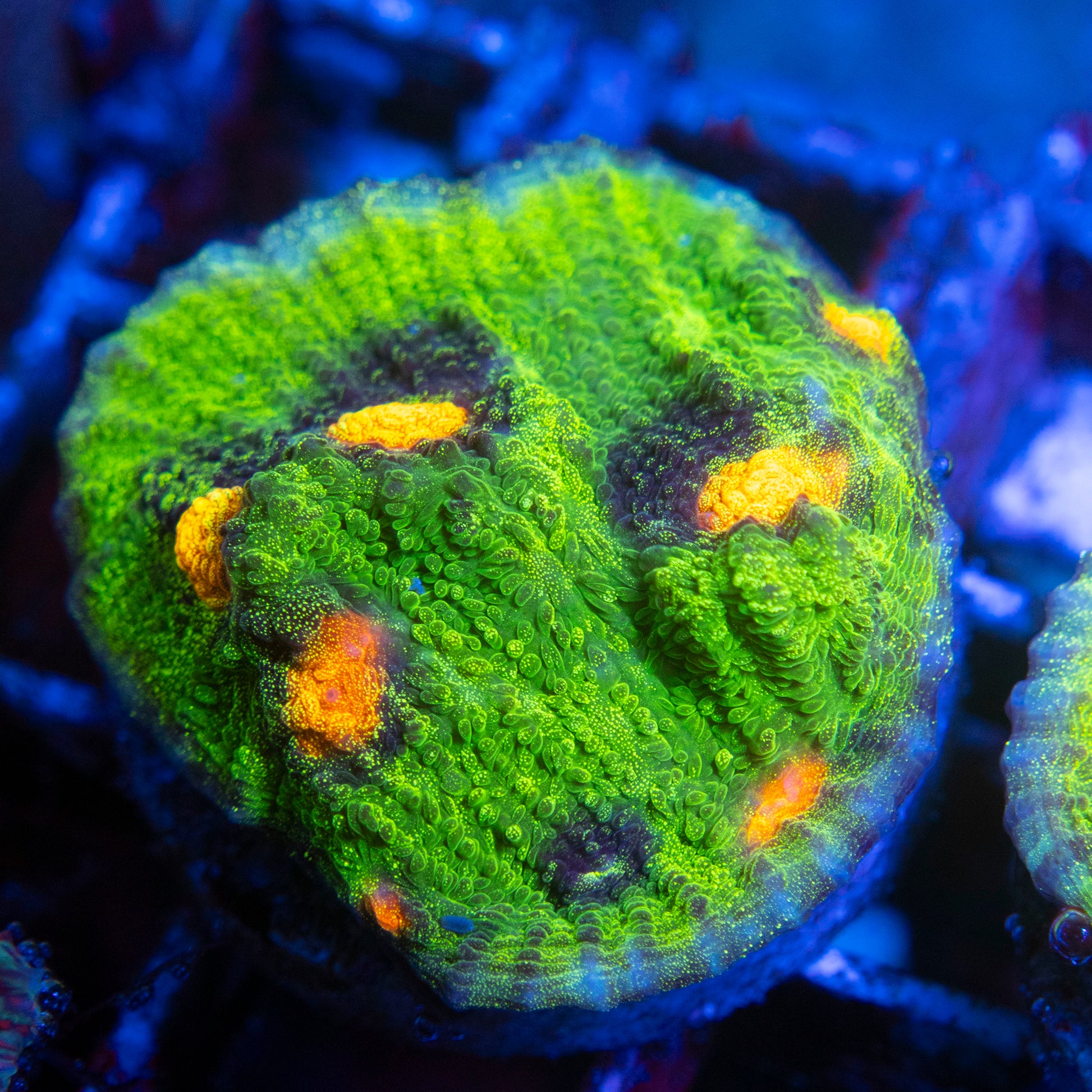 Raja Rampage Chalice (3) WYSIWYG coral from AquaGemCorals