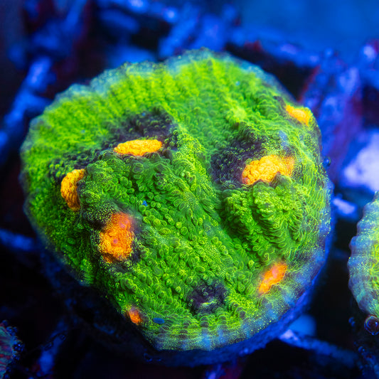 Raja Rampage Chalice (3) WYSIWYG coral from AquaGemCorals