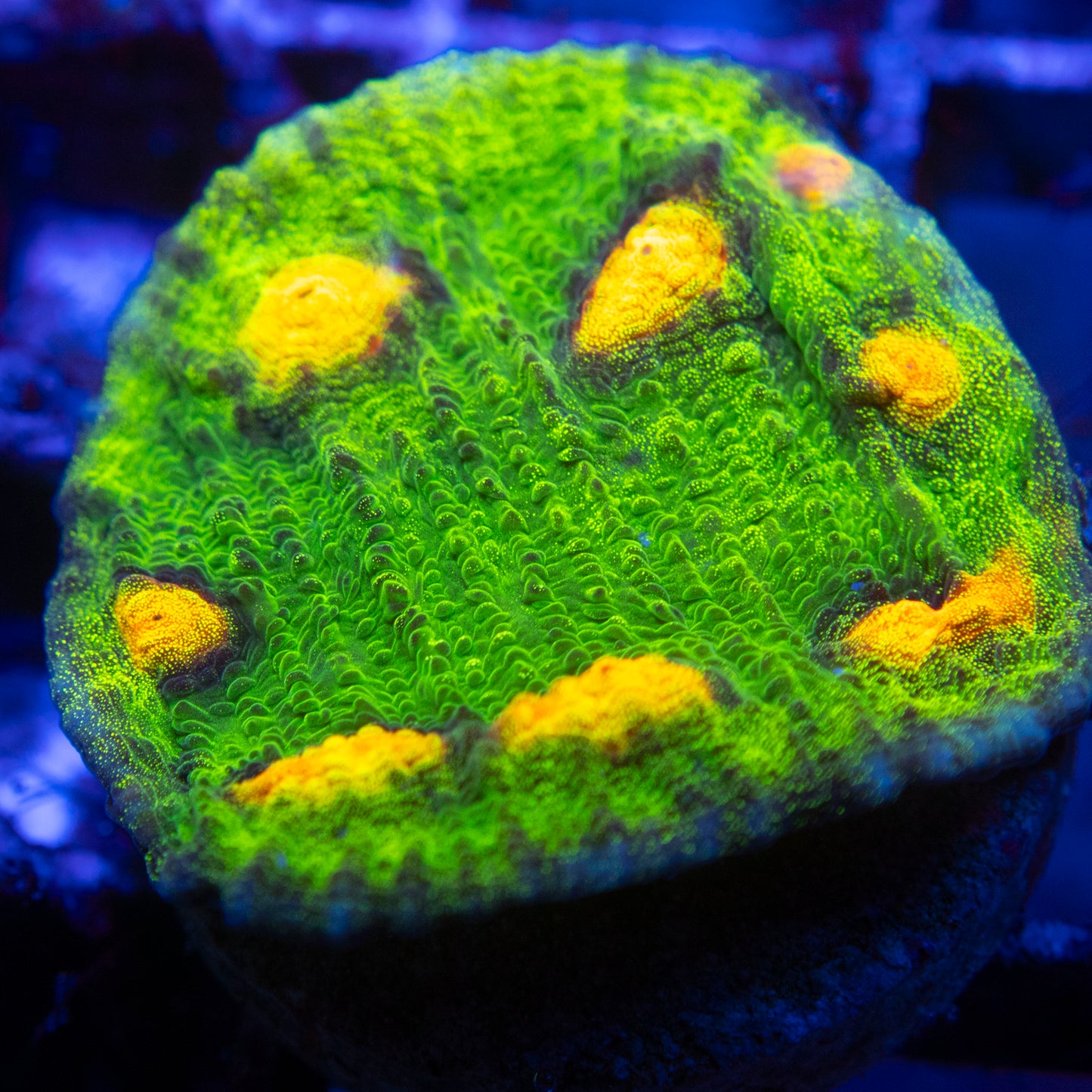 Raja Rampage Chalice WYSIWYG coral from AquaGemCorals