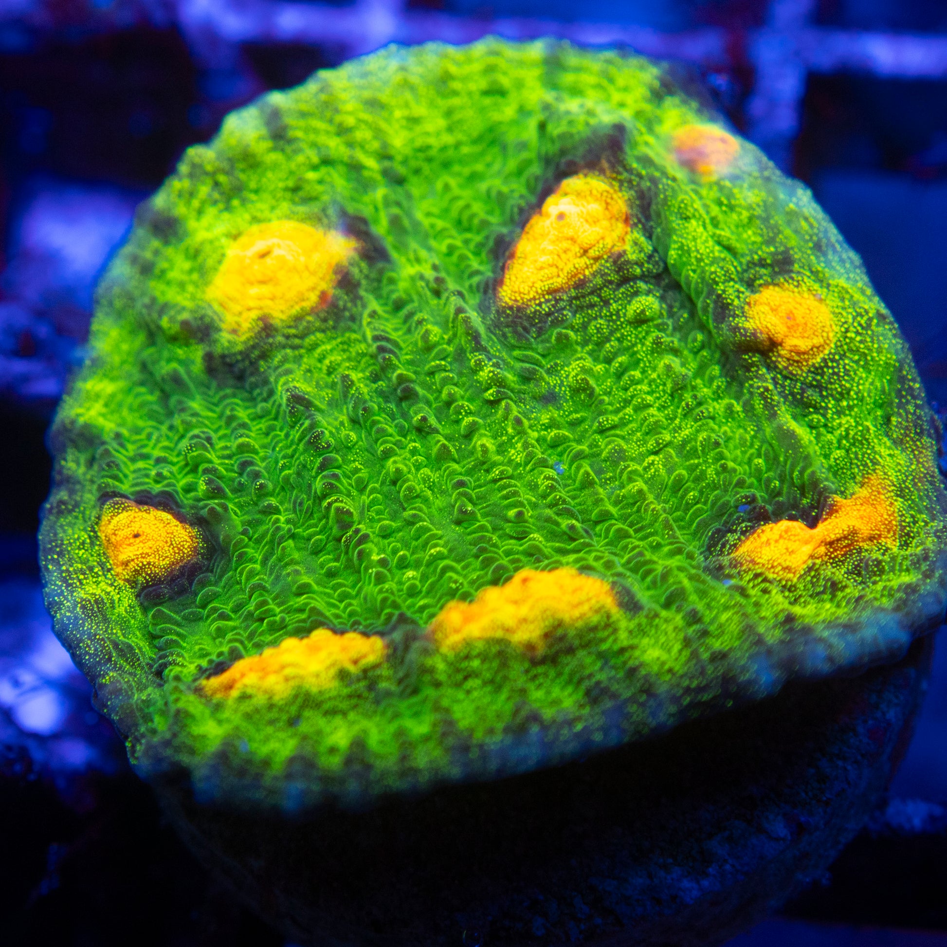 Raja Rampage Chalice WYSIWYG coral from AquaGemCorals