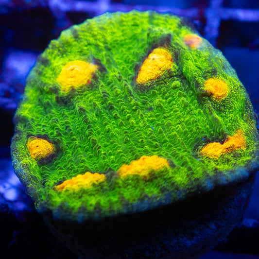 Raja Rampage Chalice WYSIWYG coral from AquaGemCorals