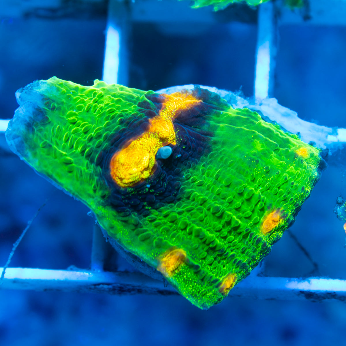 Raja  Rampage Chalice live reef coral - AquaGemCorals