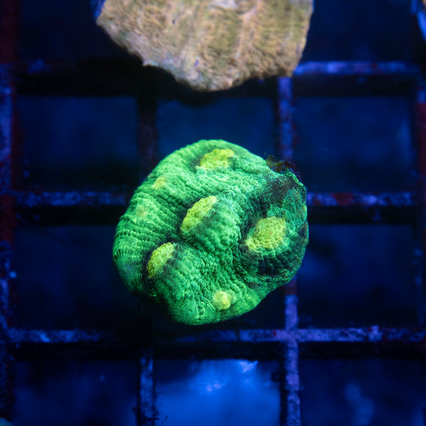 Raja rampage chalice