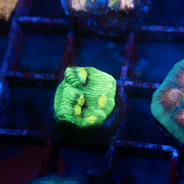 Raja rampage chalice