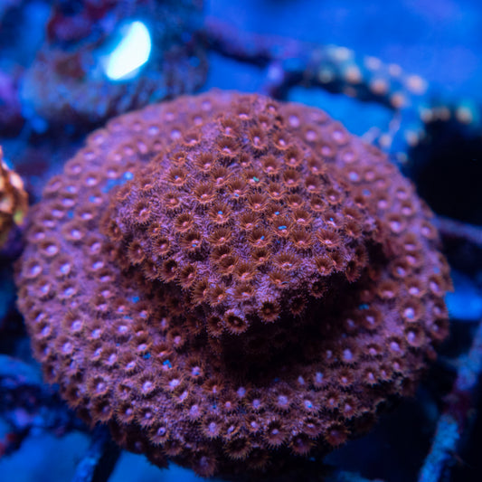 Random Cyphastrea