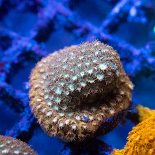 Random Cyphastrea