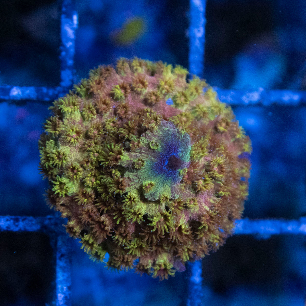 Random  Cyphastrea coral frag from AquaGem Corals