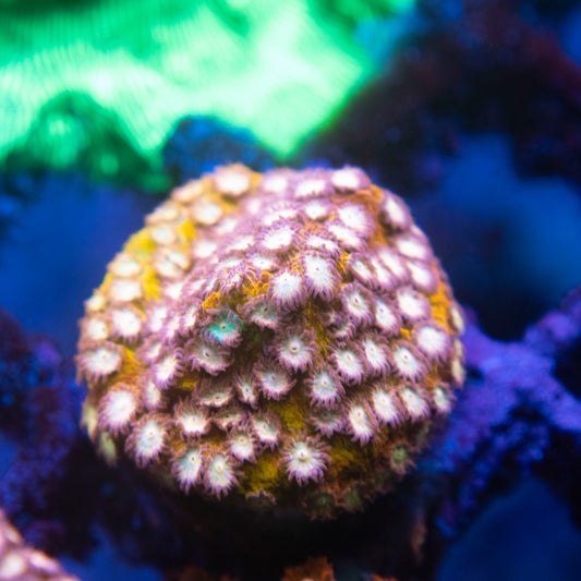 Random Cyphastrea