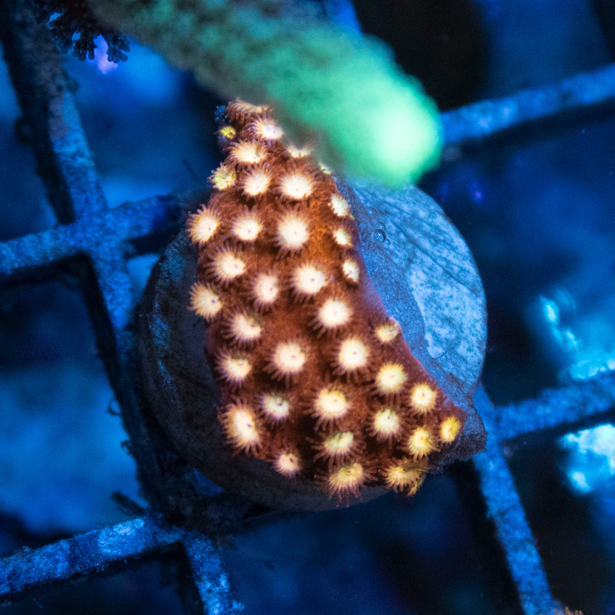 Random  Cyphastrea coral frag from AquaGem Corals