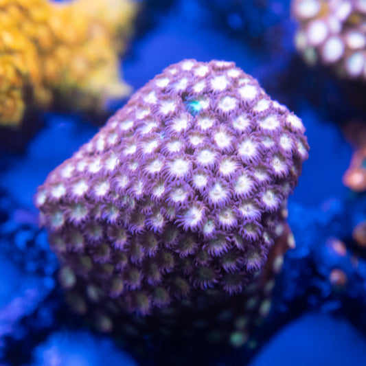 Random Cyphastrea