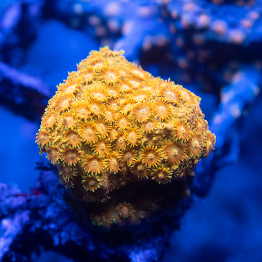 Random Cyphastrea