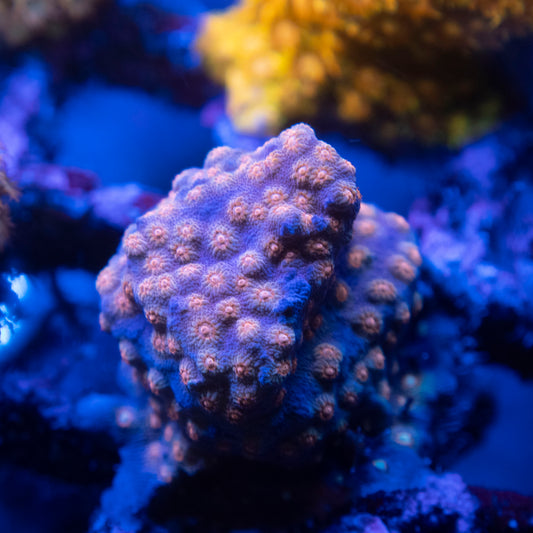 Random Cyphastrea