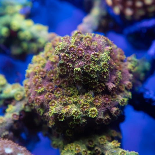 Random Cyphastrea