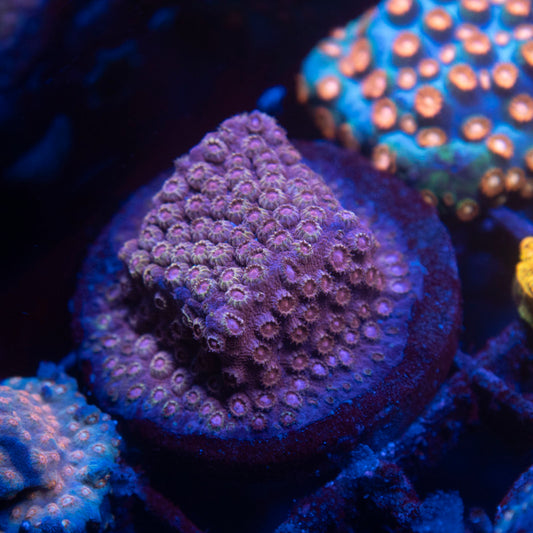 Random Cyphastrea