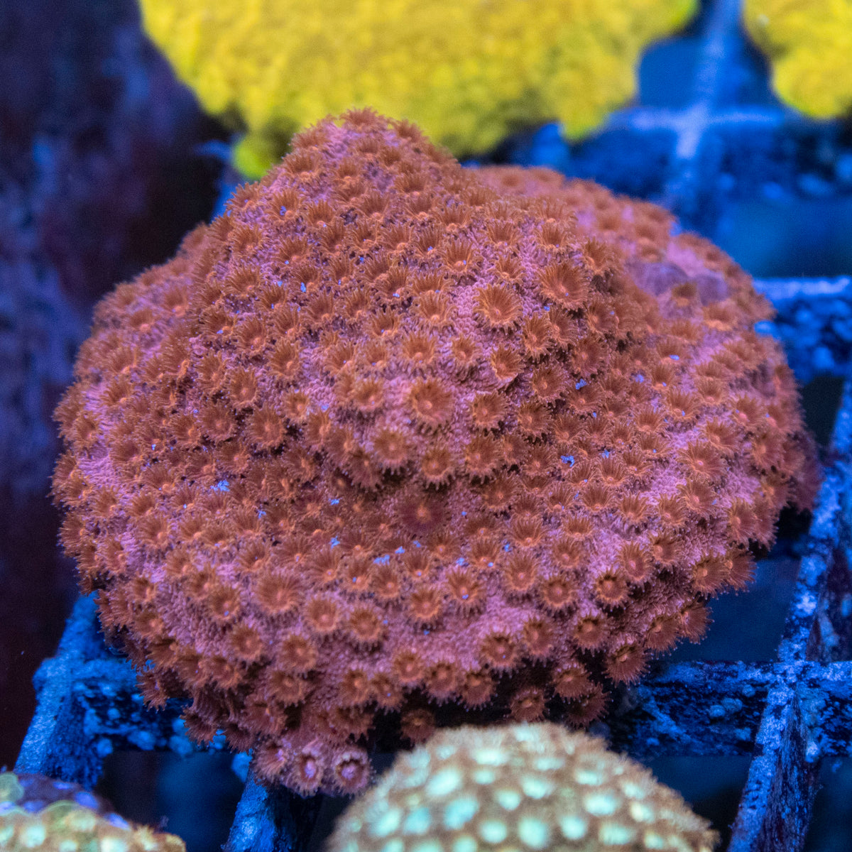 Random  Cyphastrea coral frag from AquaGem Corals