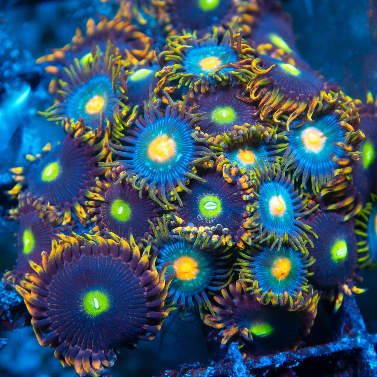 Random Zoas live reef coral - AquaGemCorals