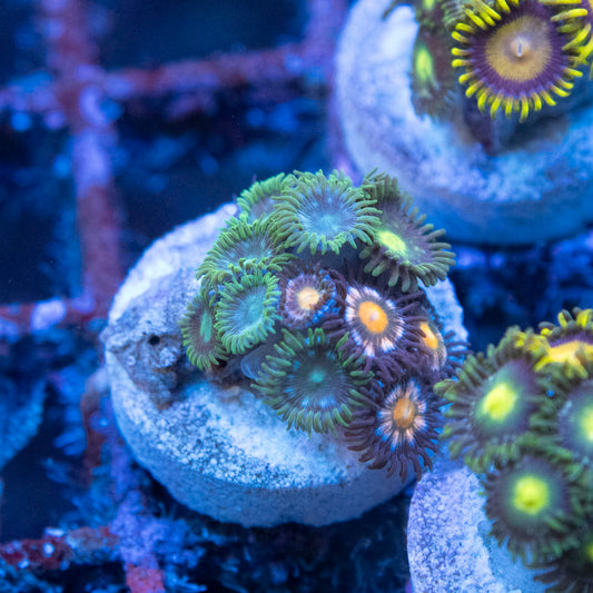 Random Zoas