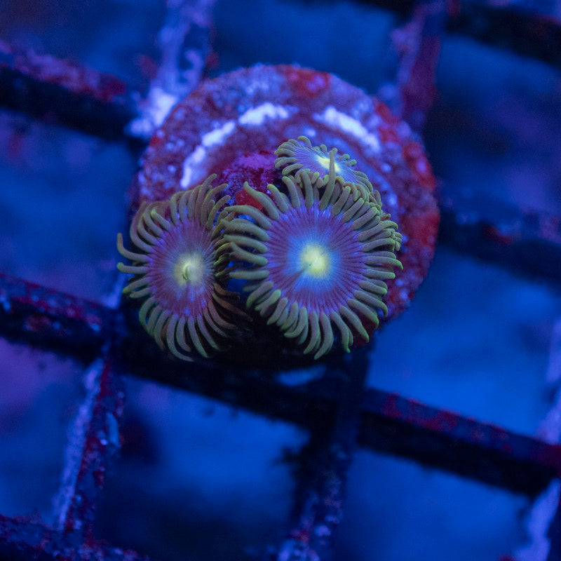 Random Zoas - AquaGemCorals