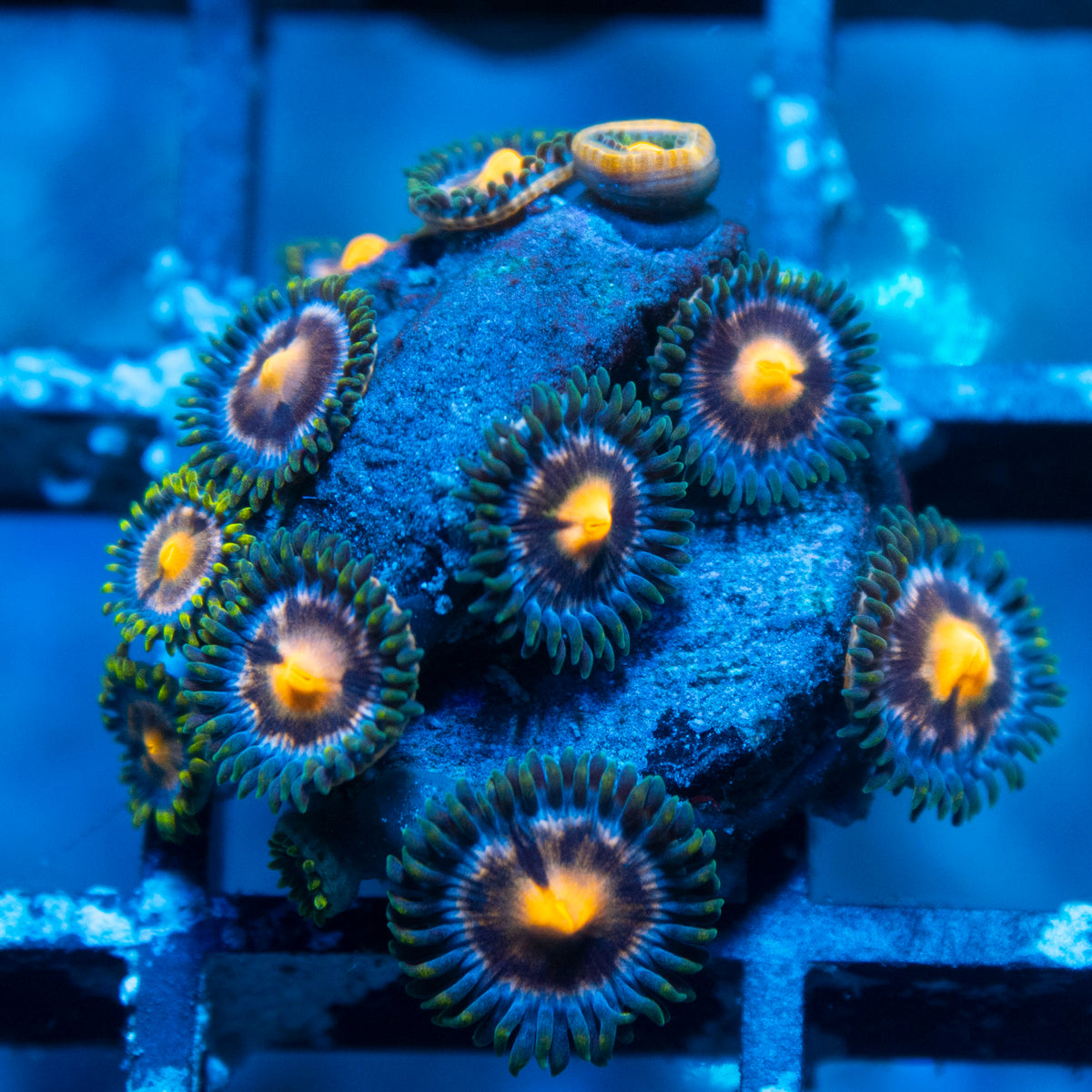 Random Zoas live reef coral - AquaGemCorals