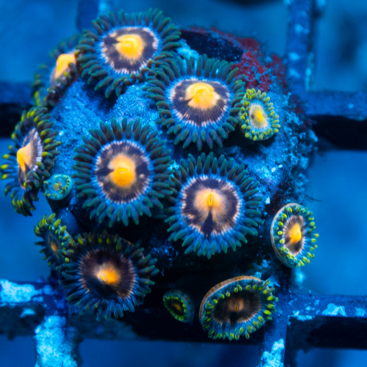 Random Zoas live reef coral - AquaGemCorals