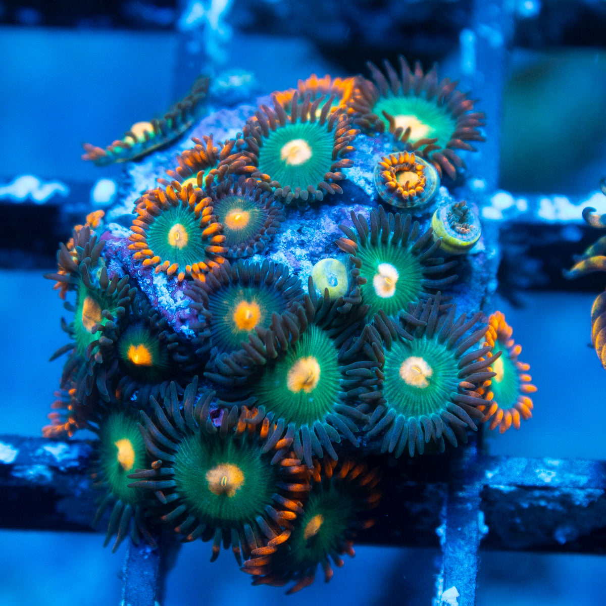 Random Zoas live reef coral - AquaGemCorals