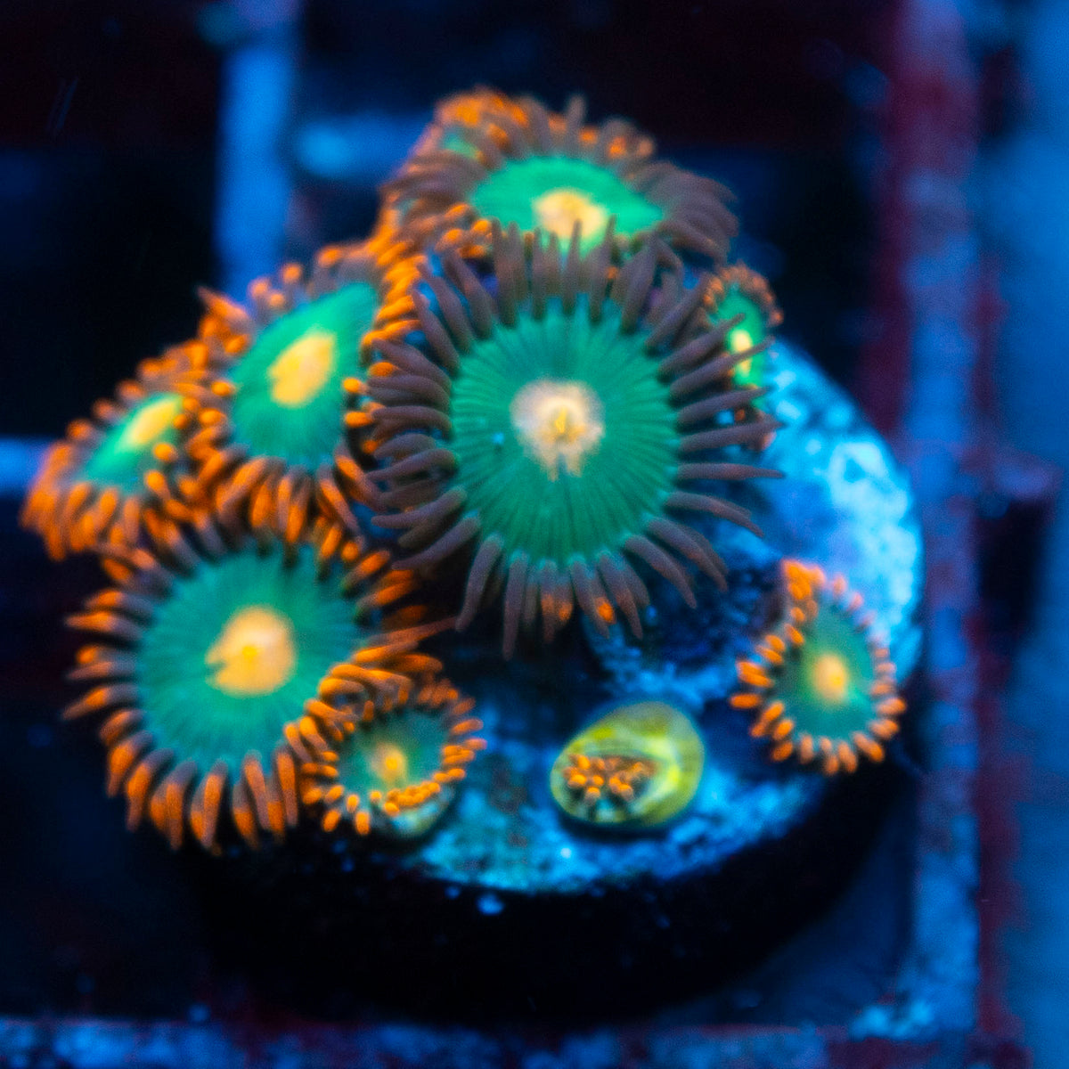 Random Zoas live reef coral - AquaGemCorals