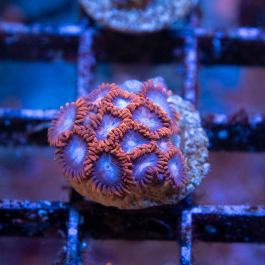 Random Zoas