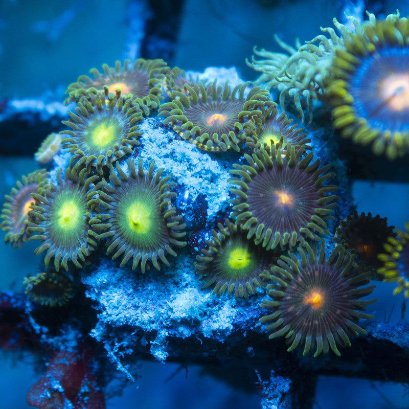 Random Zoas live reef coral - AquaGemCorals