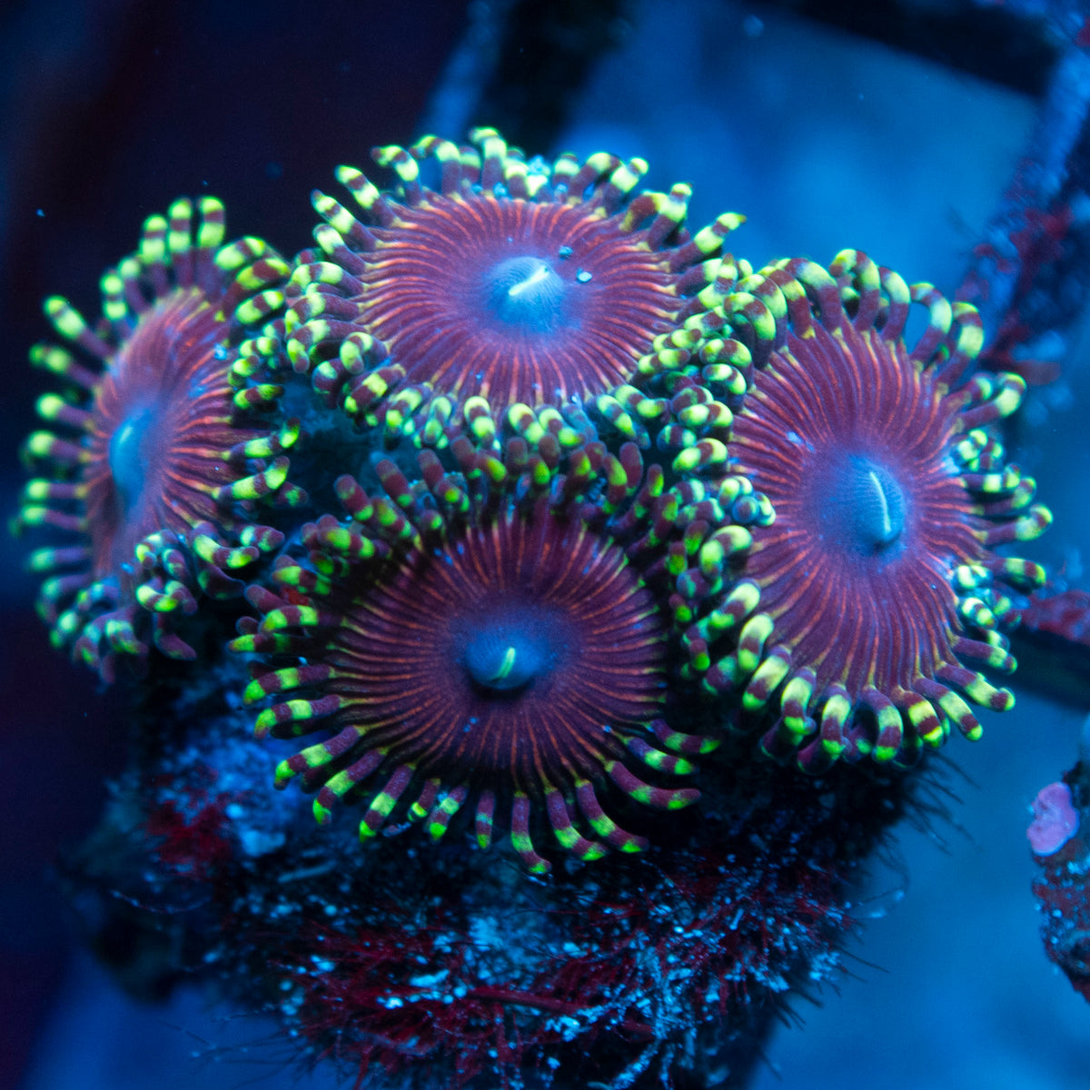 Random Zoas live reef coral - AquaGemCorals