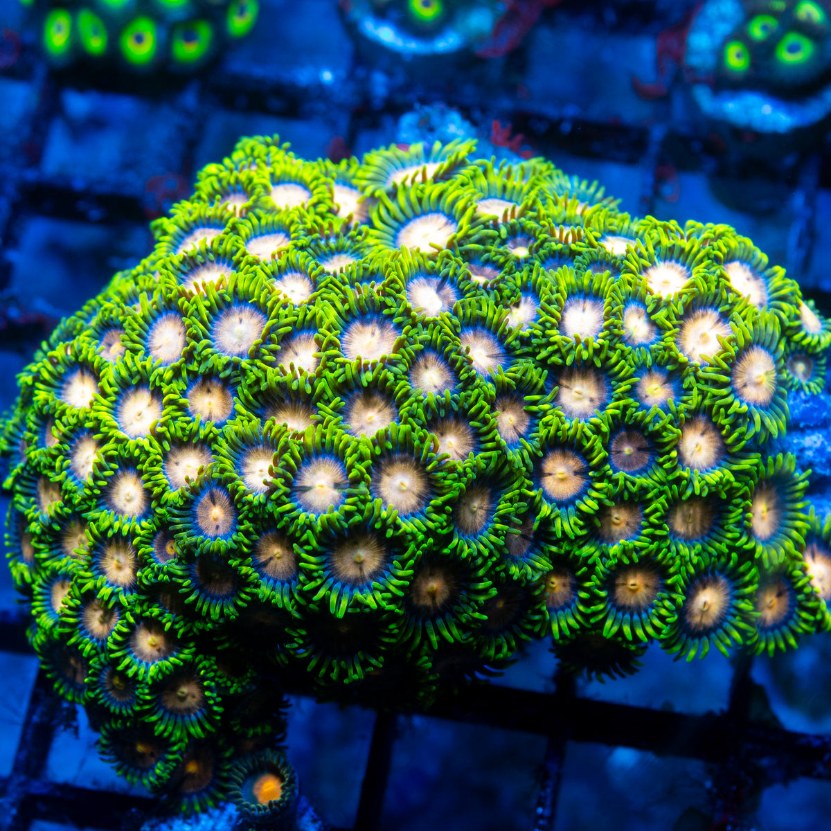 Indo Florida orange Zoa Rock
