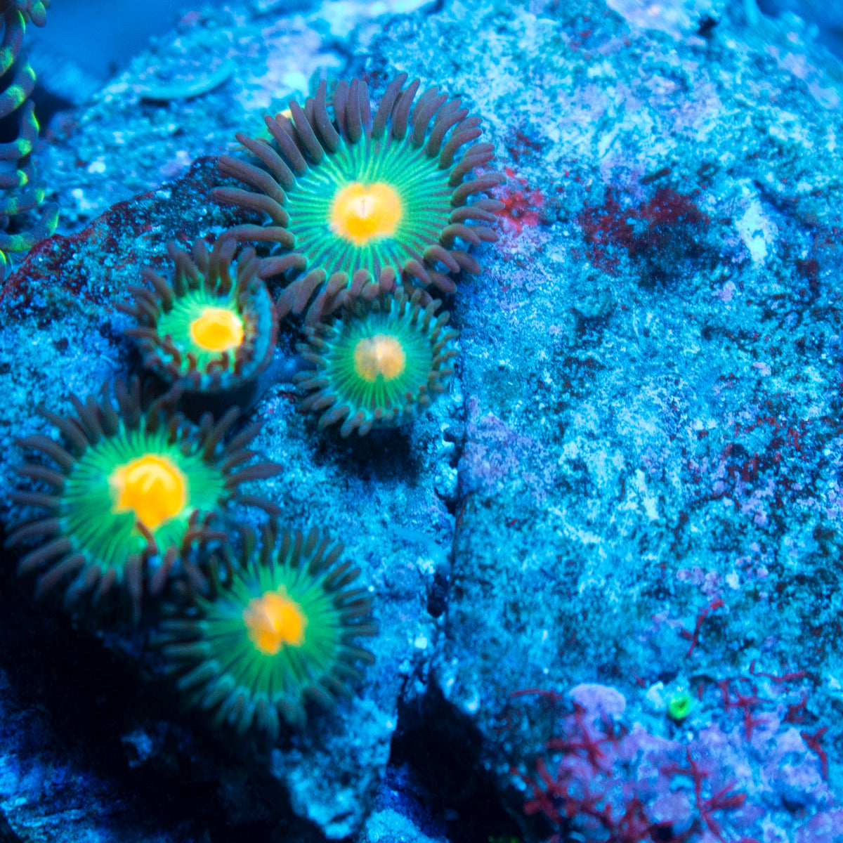 Random Zoas