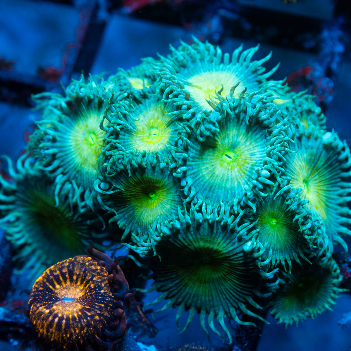 Random Zoas