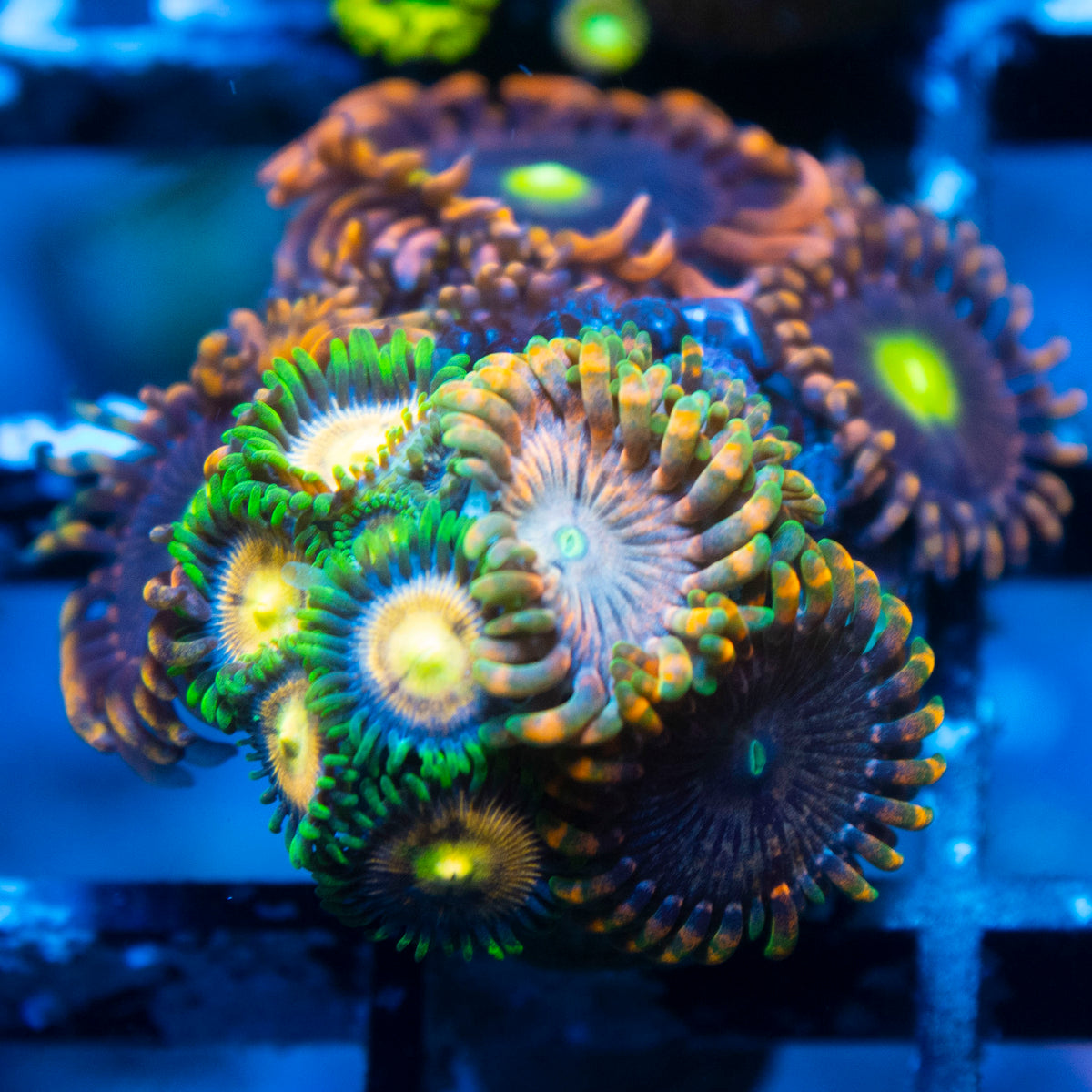 Random Zoas