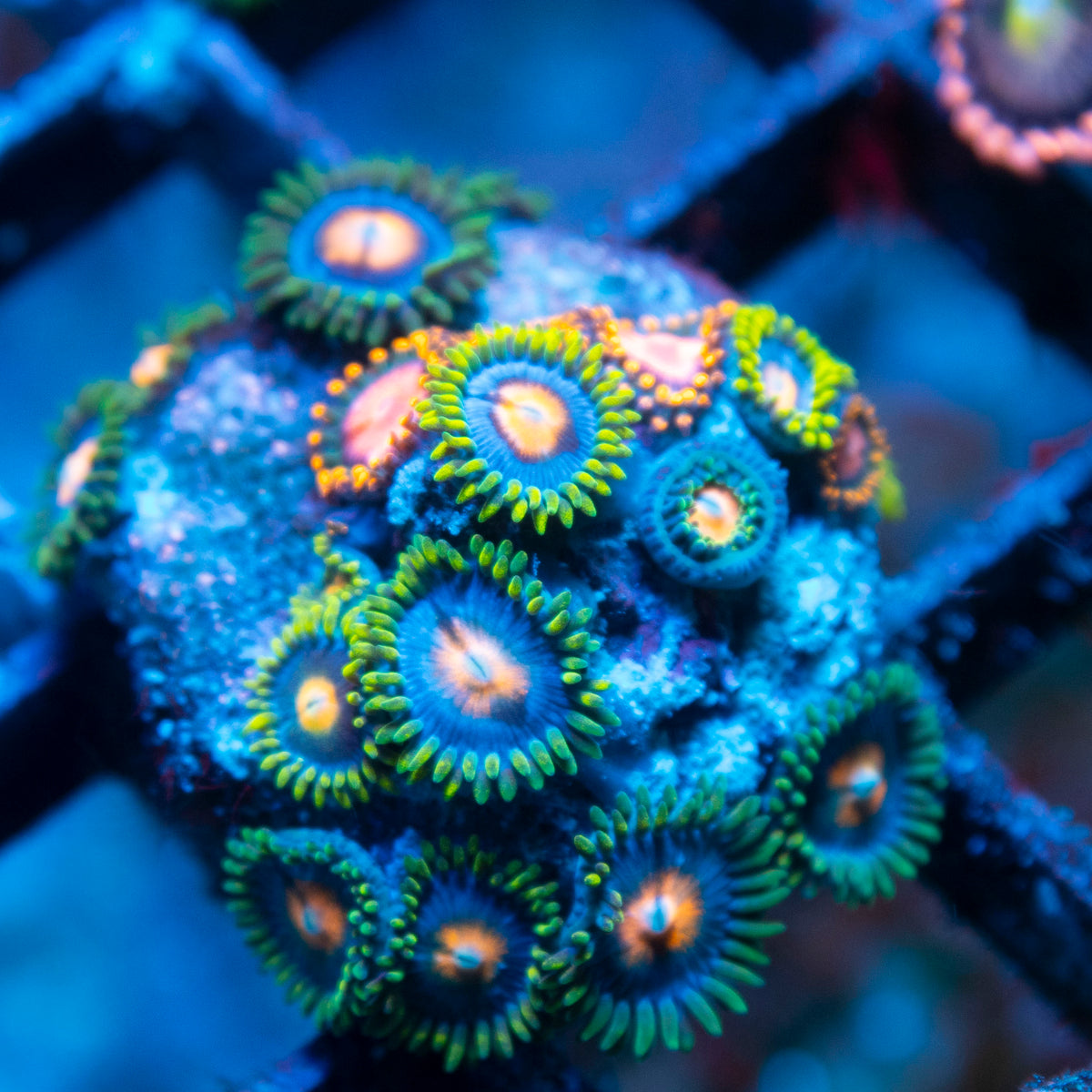 Random Zoas