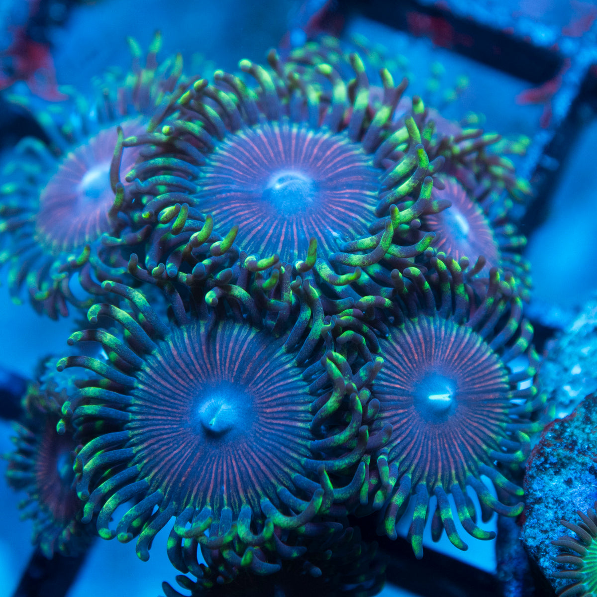 Random Zoas