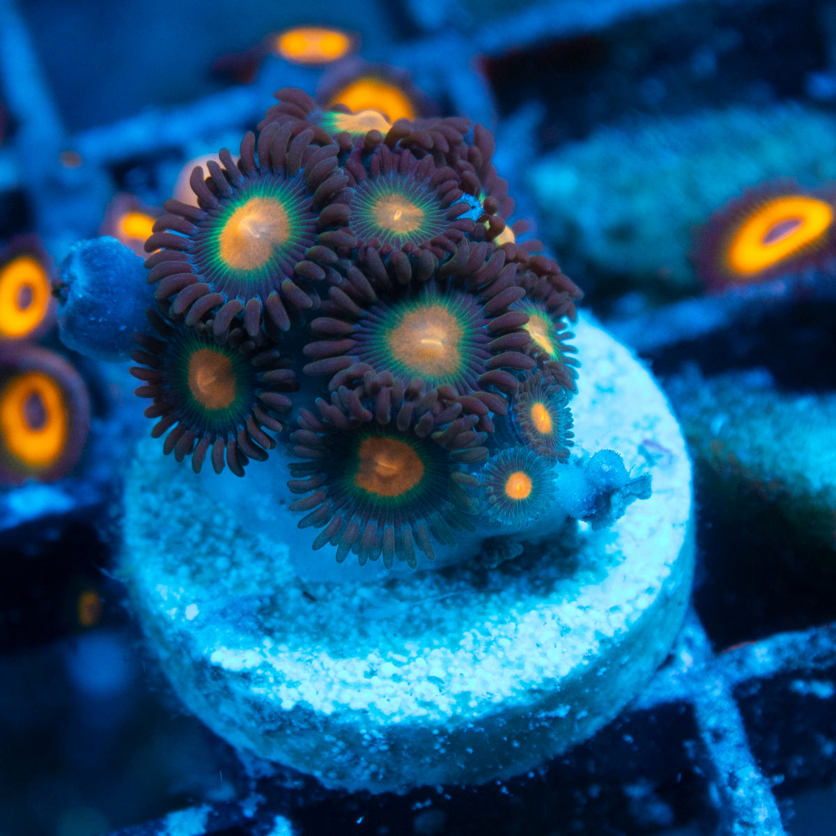Random Zoas