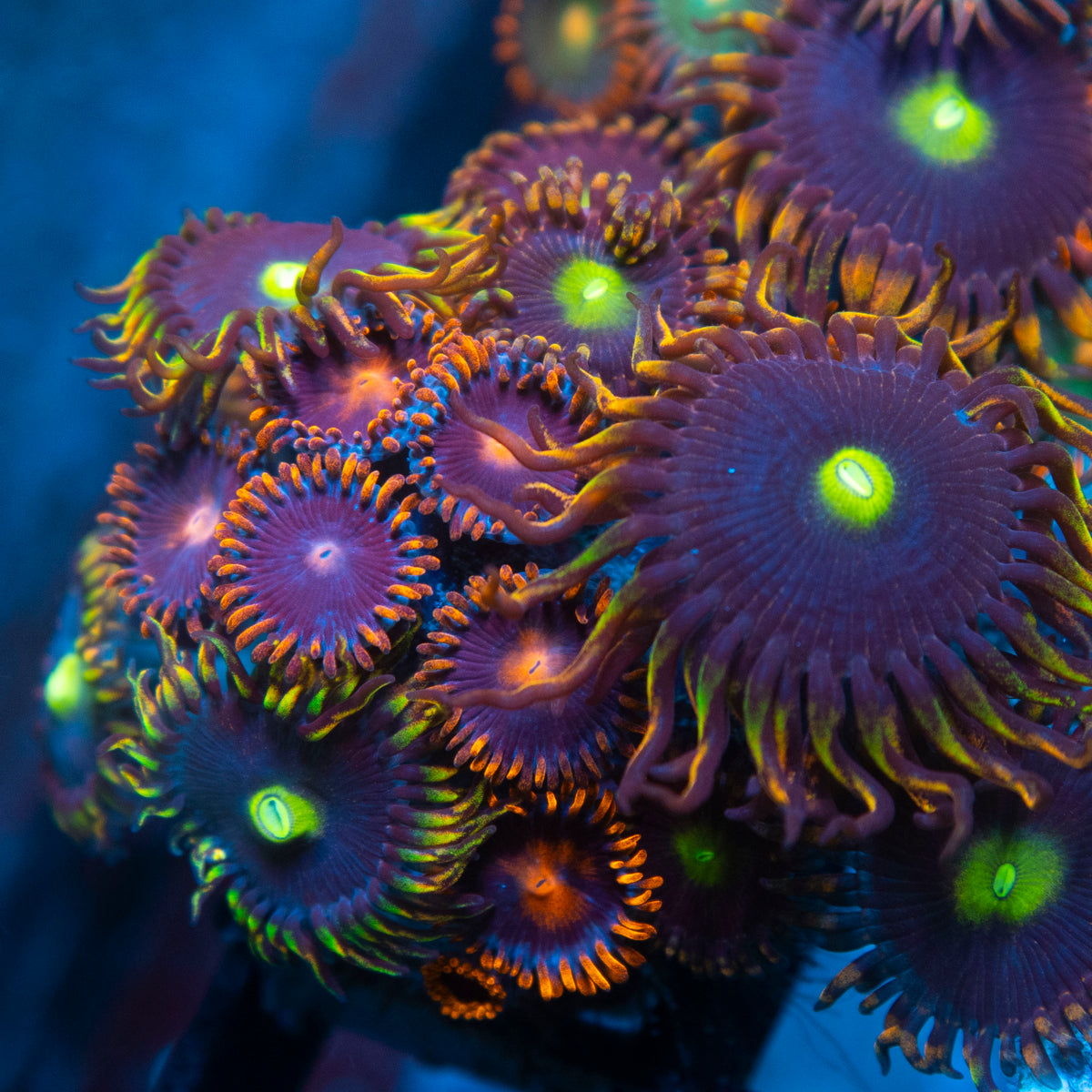 Random Zoas