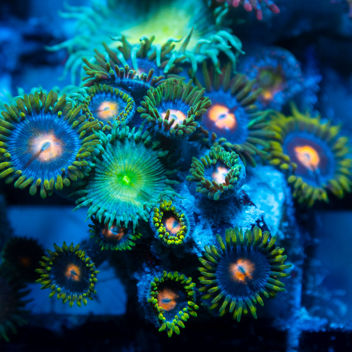 Random Zoas
