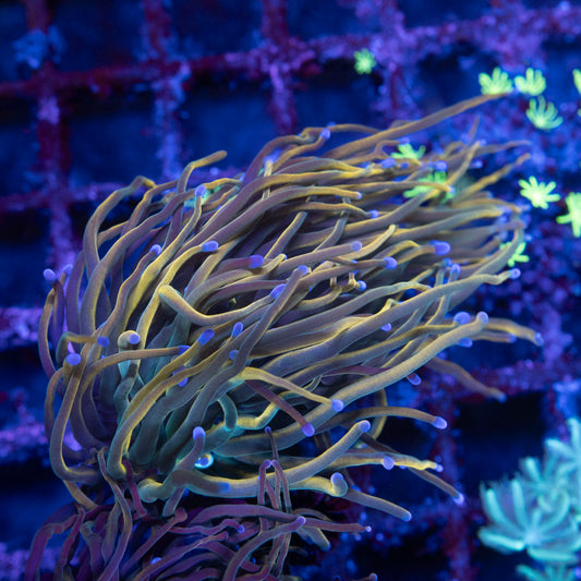 Rapunzel Torch - AquaGemCorals