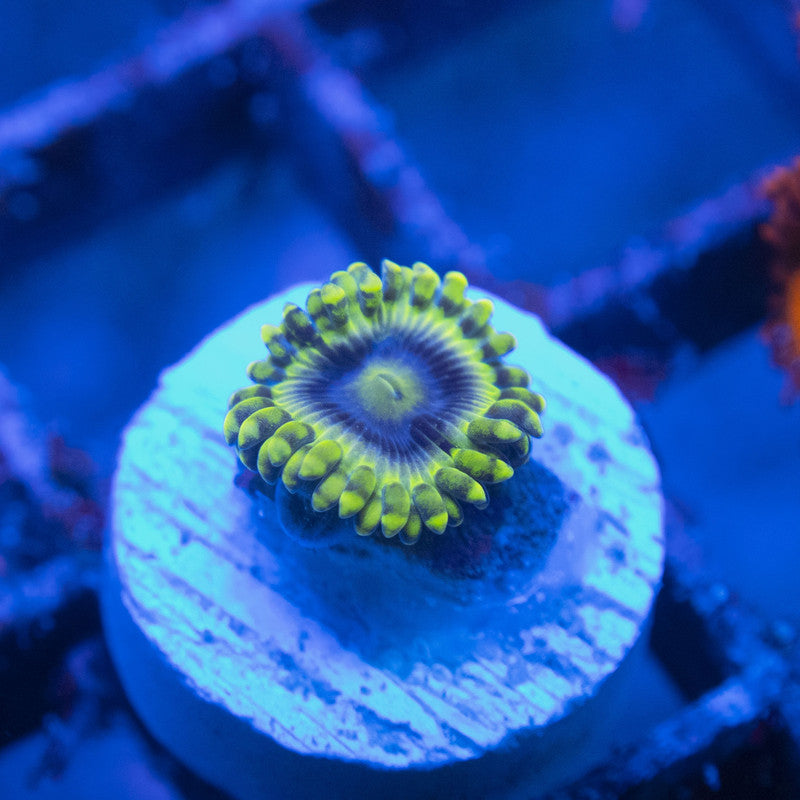 Rare Mr Meeseeks Zoa WYSIWYG live coral for sale at AquaGemCorals