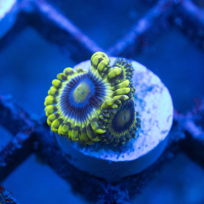 Rare Mr Meeseeks Zoa WYSIWYG live coral for sale at AquaGemCorals