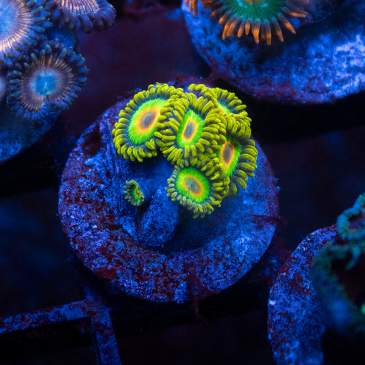 Rasta Zoa