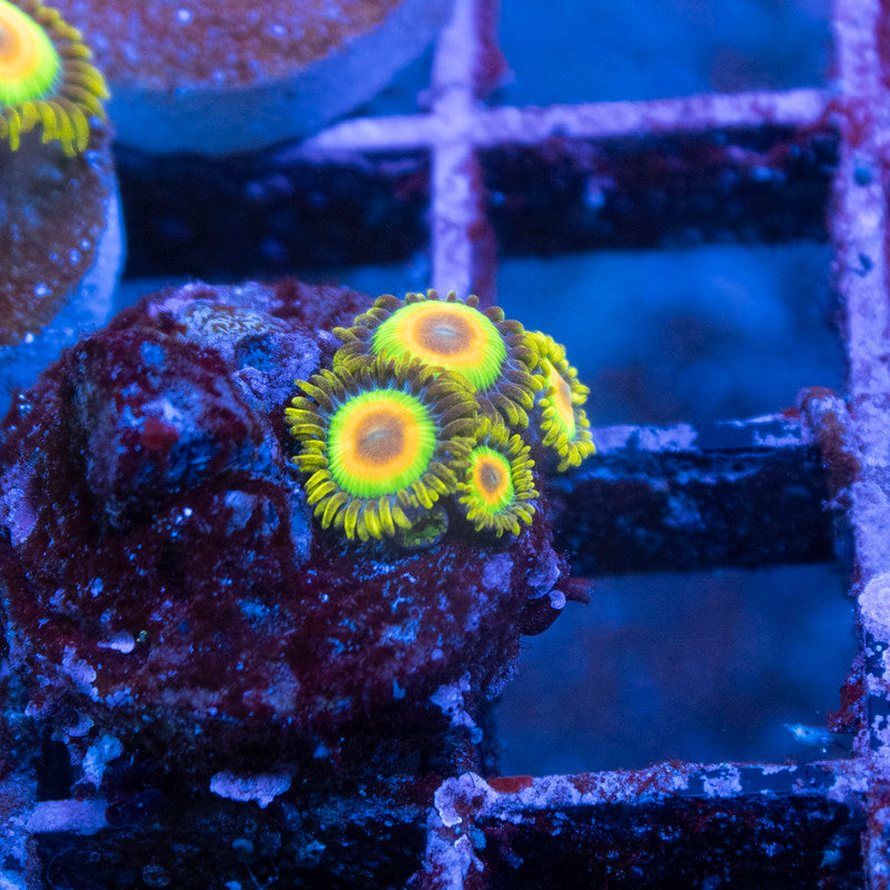 Rasta Zoa