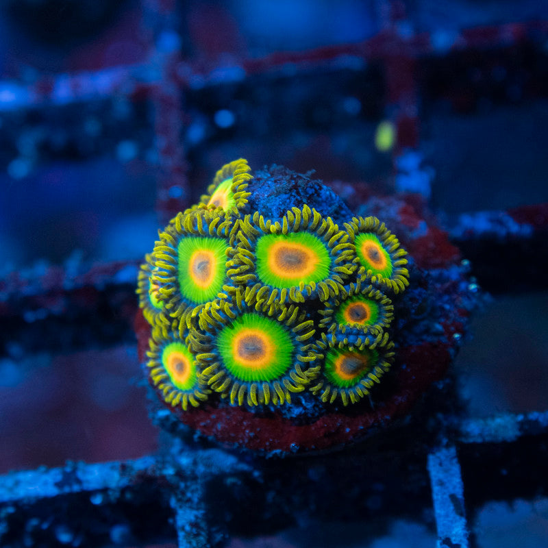 Rasta Zoa