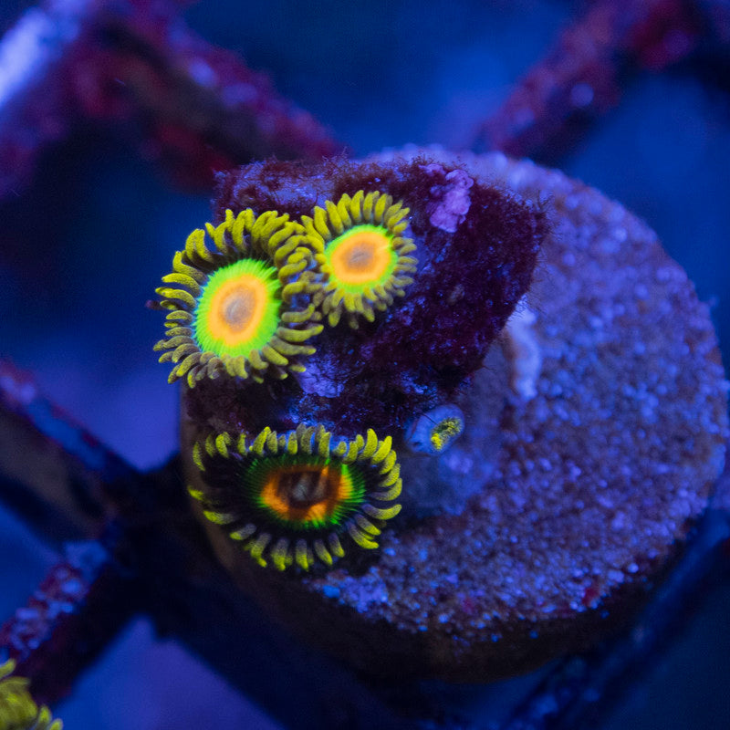 Rasta Zoa - AquaGemCorals