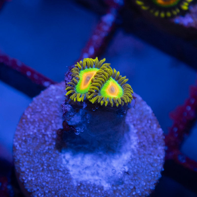 Rasta Zoa - AquaGemCorals